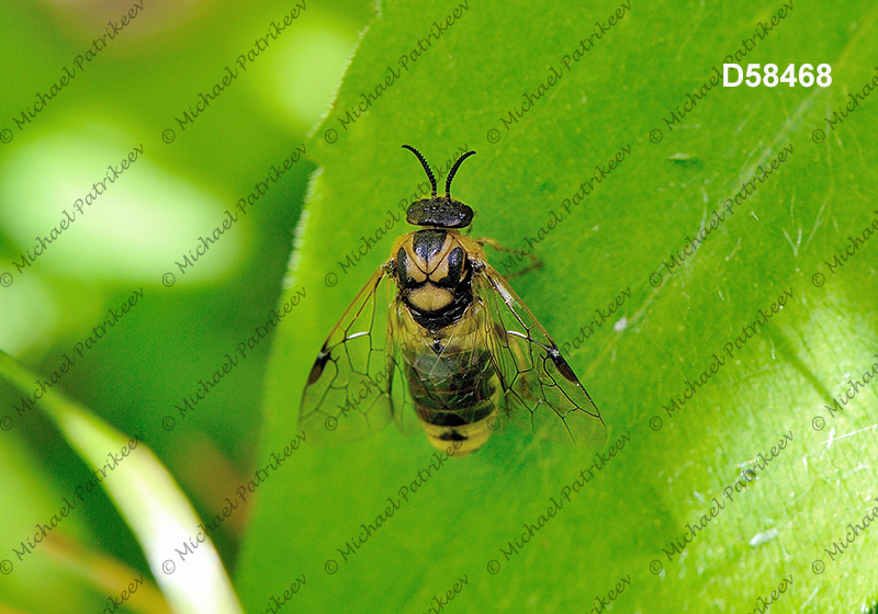 Diprion similis (Introduced Pine Sawfly, Diprionidae, Hymenoptera)